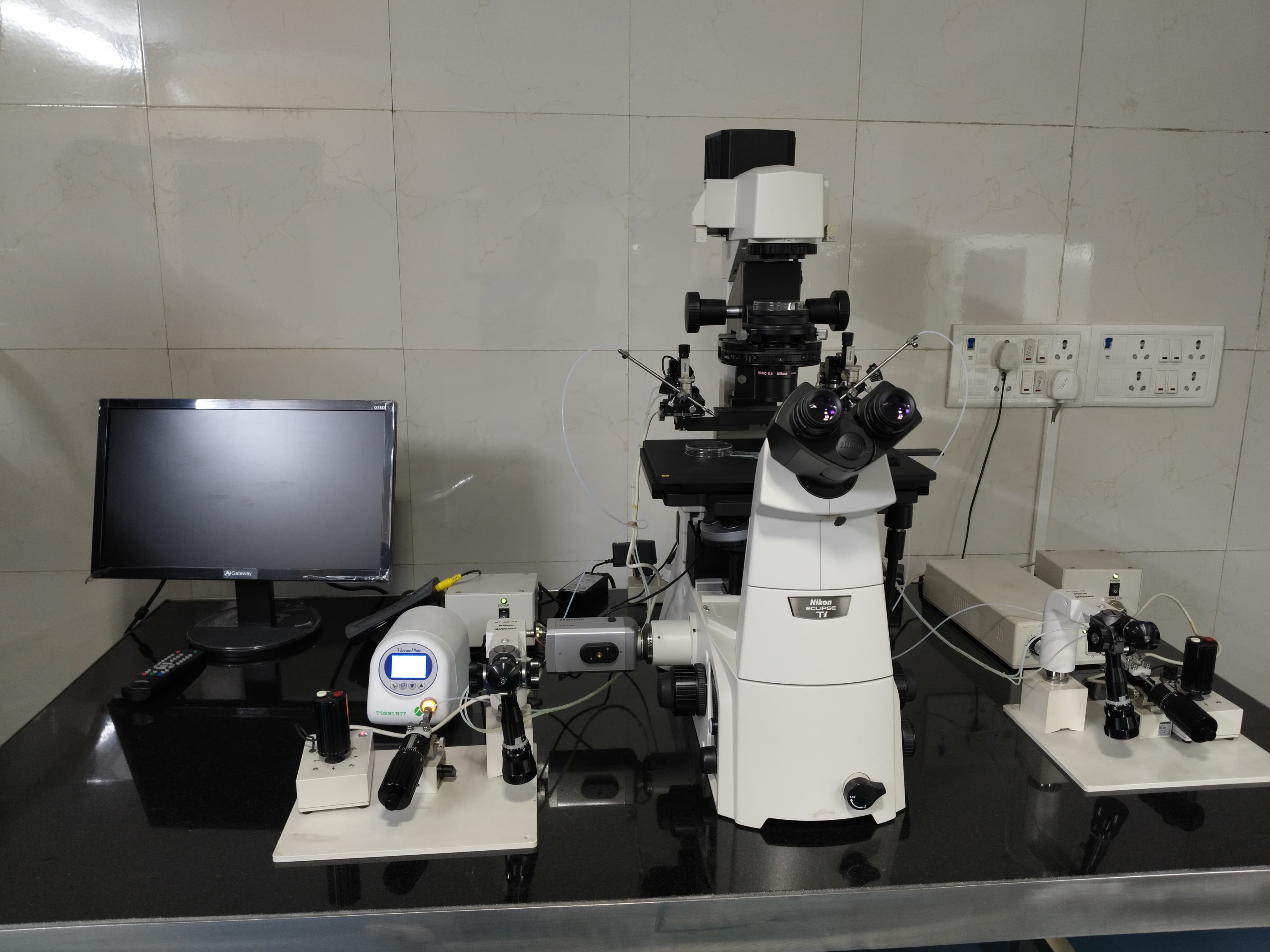 Embryos growing in incubator